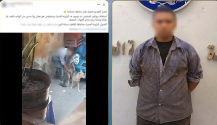 ضبط طفل بعد تداول فيديو أثناء التعدي على كلب ضال في القاهرة